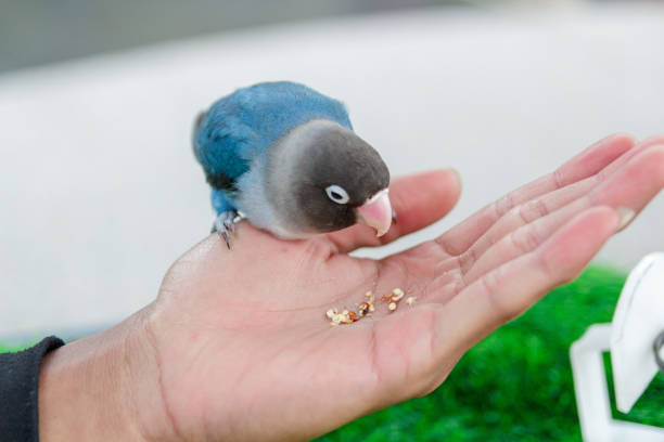 istock small beautiful parrot looks cute on human hand 1443754215