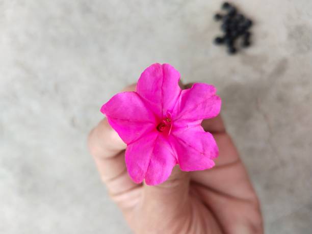 istock Mirabilis jalapa flower 1443754319