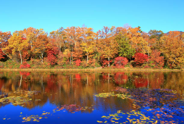 istock Hasuike with beautiful autumn leaves 1443755066