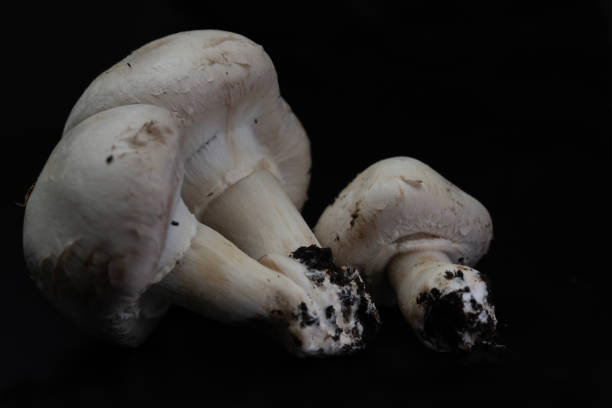 istock Macro view of white button mushrooms on black background 1443755151