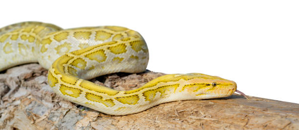 310+ Snake Choke Stock Photos, Pictures & Royalty-Free Images - iStock