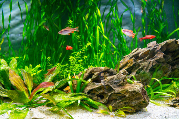 istock Aquarium fish and algae in a freshwater aquarium. 1443755329