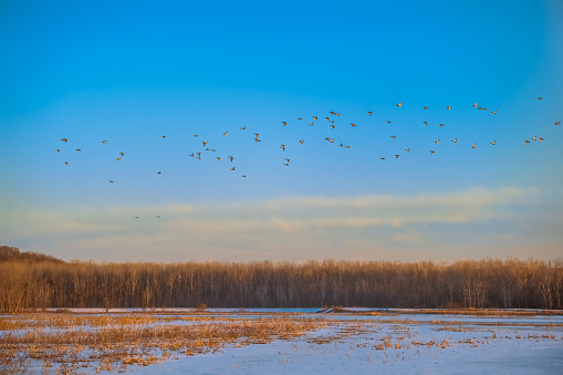 Large flock of birds flying over field of dry grass partially covered with now; blue sky in background; forest in background
