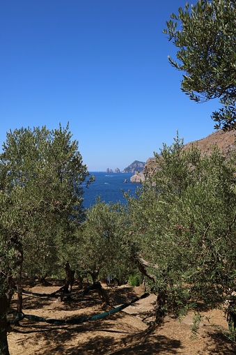 Panoramic view of the sea through an olive grove. At the bottom you can see the stacks of Capri, Italy.
