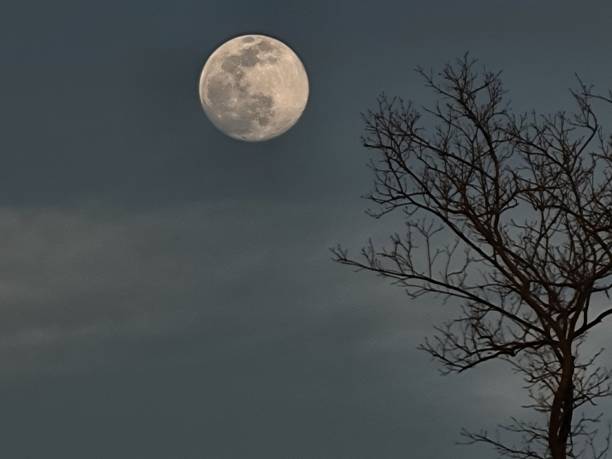 istock Beautiful shot of a mysterious full moon and a dead tree 1443759424