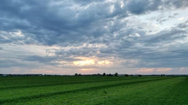 istock Panoramic view of green meadow with blue sky 1443759515