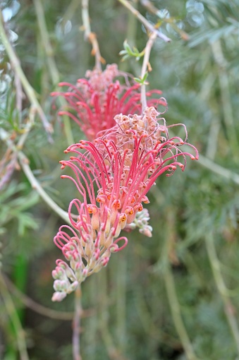 A species of flowering plant in the family Proteaceae, endemic to Queensland, Australia, The flowers and seed pods contain toxic hydrogen cyanide.
