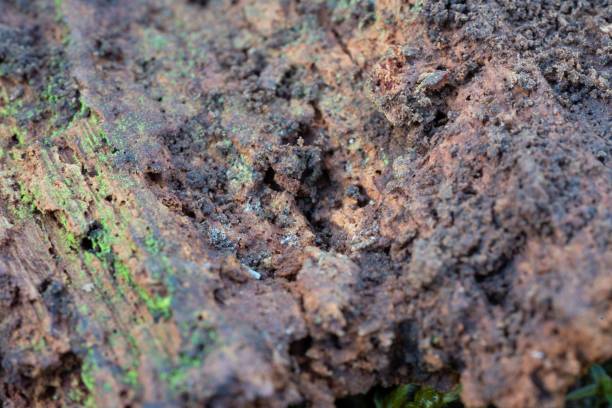istock Closeup shot of moss on the tree trunk in a forest 1443759630