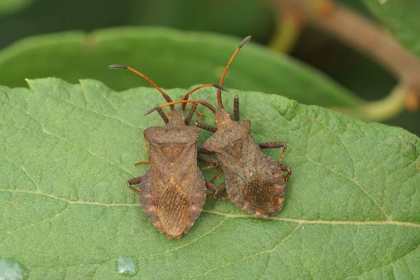 istock Closeup on 2 adult speckled brown herbivorous Dock bug, Coreus marginatus, sitting on a leaf 1443760132