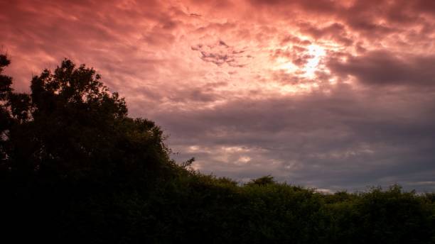 pôr do sol épico com céu rosa sobre árvores e arbustos floridos na ilha de rhode - aquidneck island - fotografias e filmes do acervo