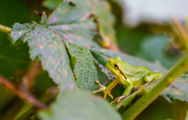 istock Closeup shot of a tree frog on a leaf 1443760475