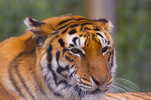 A closeup portrait of a beautiful tiger in daylight