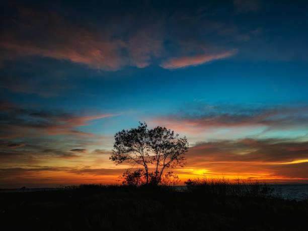 istock Silhouette of growing tree surrounded by grass under colorful sky during sunset 1443761791