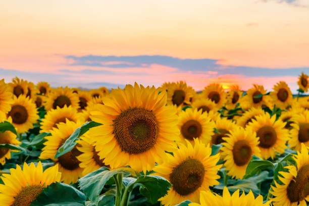 istock Dense bright sunflowers in the field on cloudy sunset sky background 1443761864