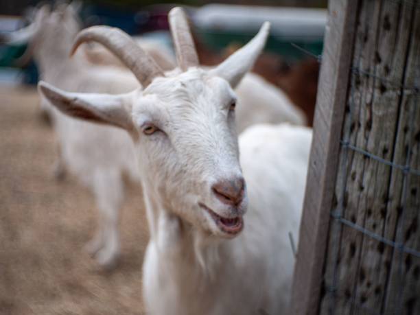 istock Goat portrait looking at camera happy caprine 1443761939