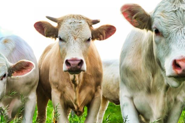 istock Closeup shot of light brown white cows on a field 1443762040