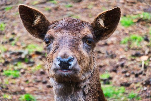 istock Closeup shot of a dark brown fallow deer face 1443762305
