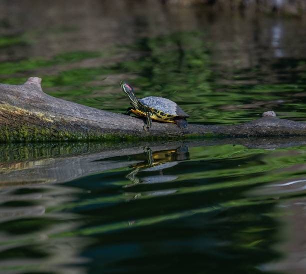 istock Small turtle crawling on the tree branch on the lake 1443762314