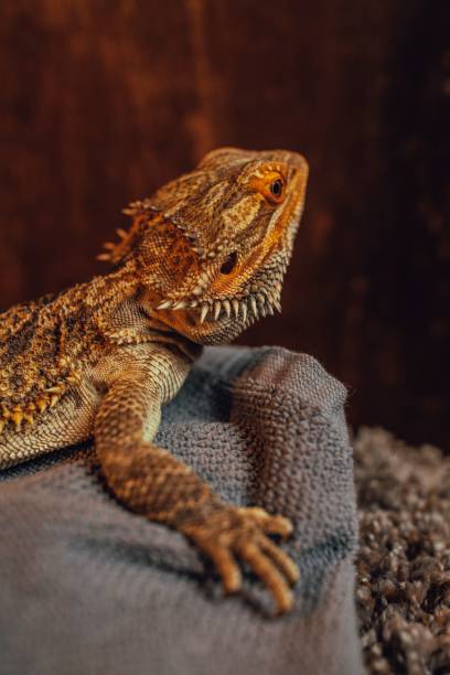 istock portrait of a Bearded Dragon pet lizard 1443763006
