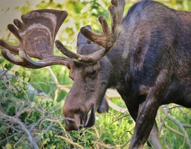 istock Beautiful dark brown moose on a rural field 1443763385