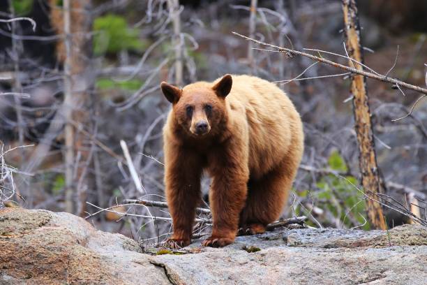 istock Brown bear standing near huge rocks in the wilderness 1443763390