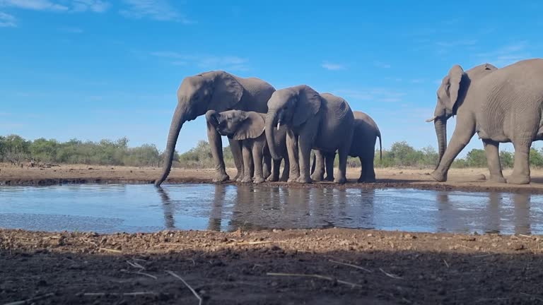 Closeup shot of elephants drinking water in the savanna