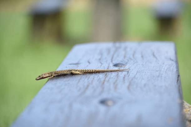 istock Closeup shot of a beautiful lizard on the blurry background 1443763672