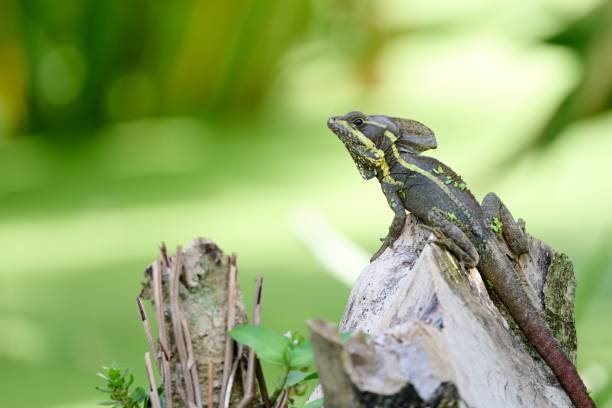 istock Closeup of Brown basilisk on sharp stone on blur green background 1443764655