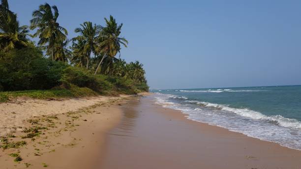 istock Beautiful beach view with palm trees - ocean waves reaching the sandy shore 1443765185