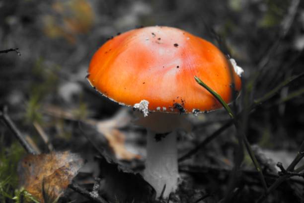 A semi-grayscale shot of a Fly agaric in a blur