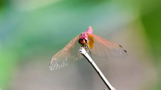 Photo of Close-up of Red dragonfly on the dry twig