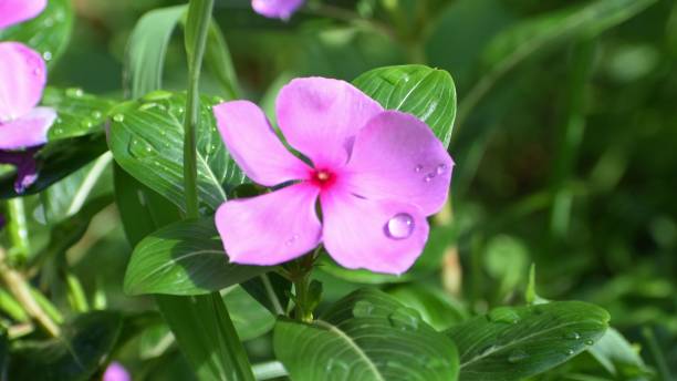 istock Periwinkle or Sadabahar flower Plant, Catharanthus roseus. 1443765391
