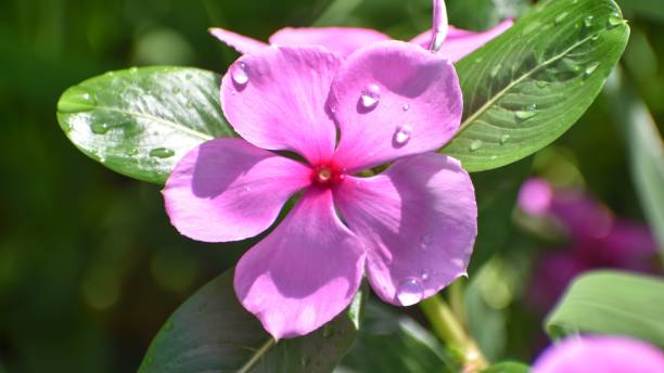 istock Periwinkle or Sadabahar flower Plant, Catharanthus roseus. 1443765462