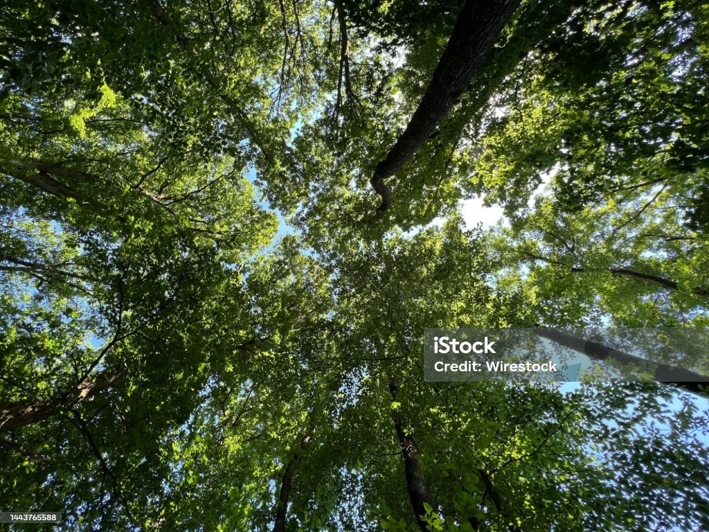 Baumkronen und Himmel Baumkronen vom Boden aus mit Himmel im Hintergrund Animal Stock Photo