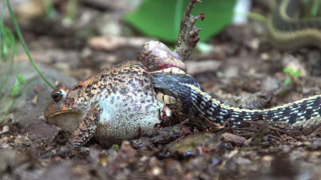 4K footage of a cobra trying to swallow a frog in the wild