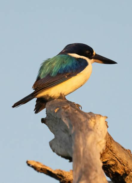Sacred  Kingfisher looking for breakfast Sacred  Kingfisher sitting in a tree todiramphus sanctus stock pictures, royalty-free photos & images