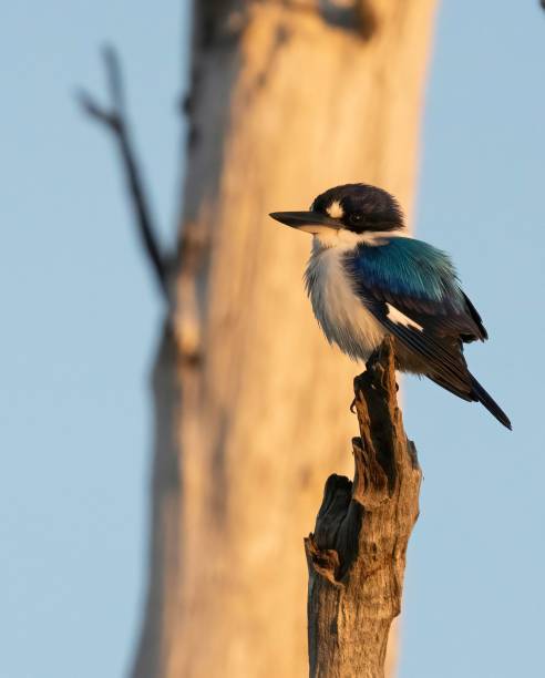 Sacred  Kingfishersitting on a tree Sacred  Kingfisher sitting on a tree todiramphus sanctus stock pictures, royalty-free photos & images