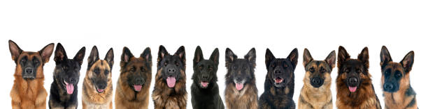 スタジオでのジャーマンシェパード - german shepherd animal black purebred dog ストックフォトと画像