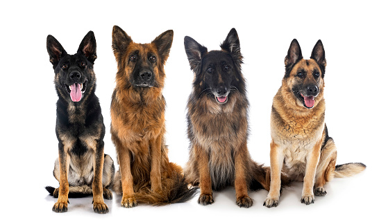 old german shepherds in front of white background