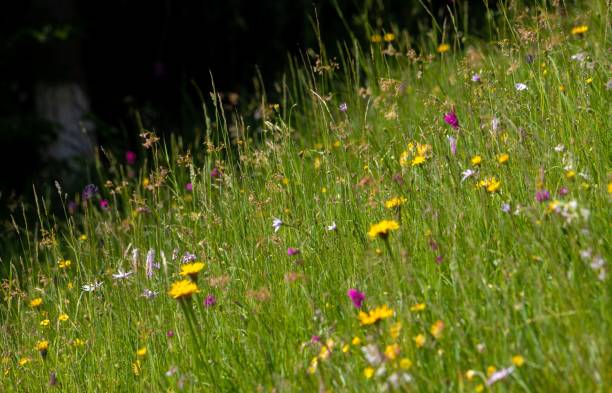 istock A foreground with grass and wildflowers 1443766594