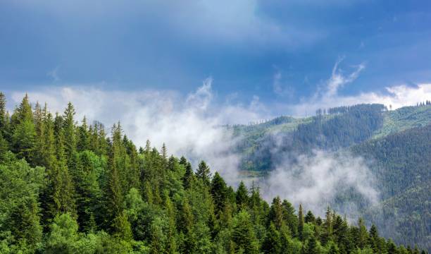 istock Landscape with steam above the forest after rain 1443766733