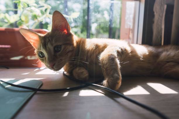istock Closeup of orange cat lying and looking side 1443766981