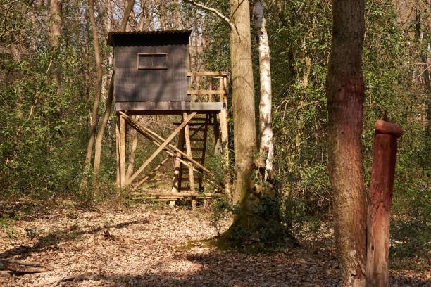 istock German hunting hide at bait place close to a wallow 1443767211