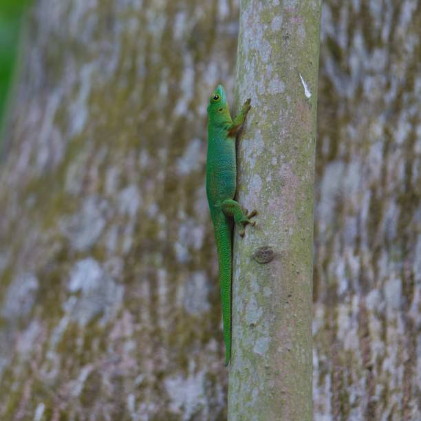 istock Selective focus shot of Seychelles green gecko (phelsuma astriata) 1443768691