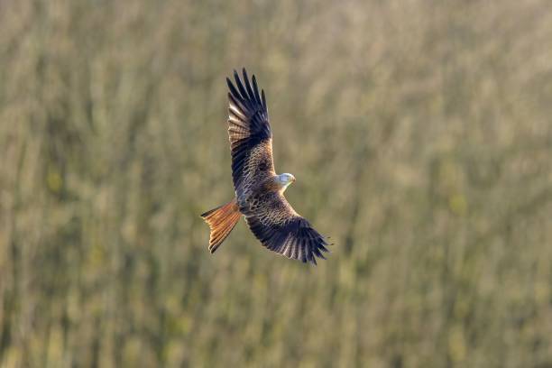 istock Red kite flying in the forest 1443769135