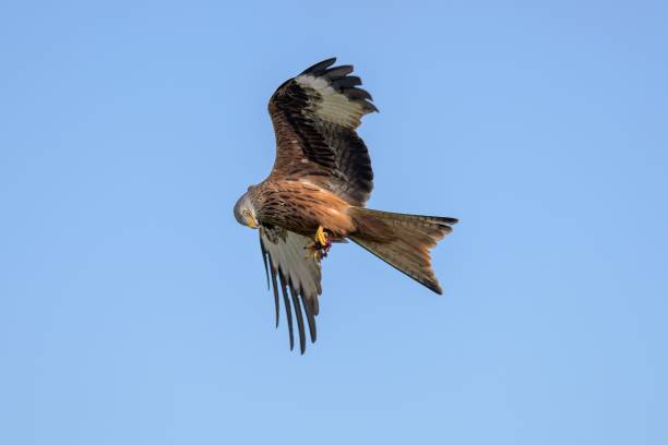 istock Red kite flying in the blue sky with a prey in his claws 1443769140