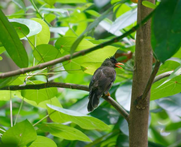 istock Seychelles bulbul (Hypsipetes crassirostris) perched on branch 1443769153