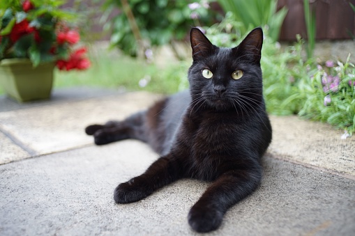 A shallow focus shot of the black Bombay cat sitting on the ground