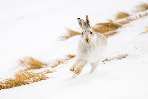 A closeup of a mountain hare running in the white snow