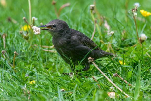 istock Closeup of a juvenile starling bird perched on a grass 1443769358